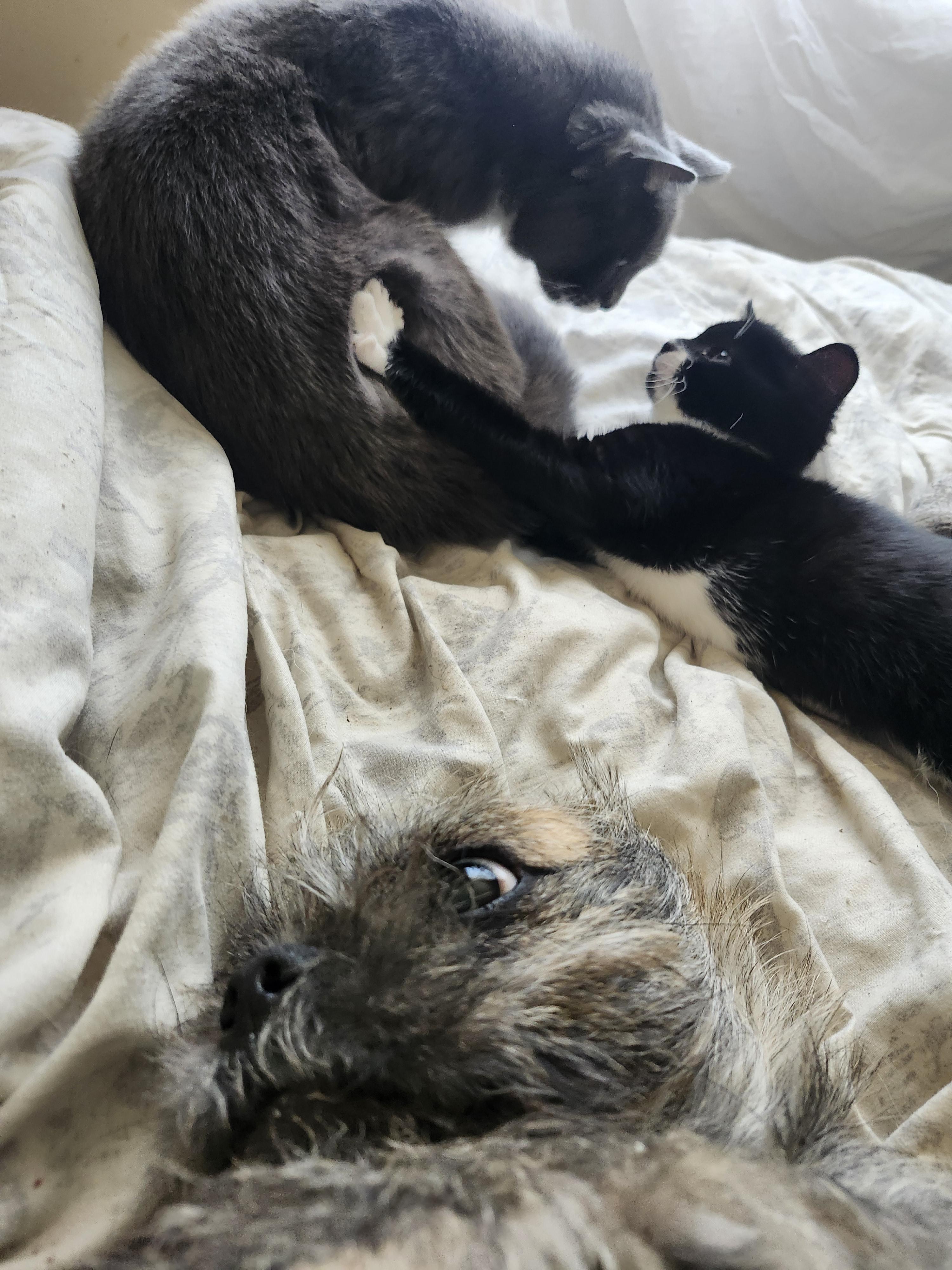 Enlarge Willow, an adopted Domestic Short Hair in Bristol, QC image 4/5