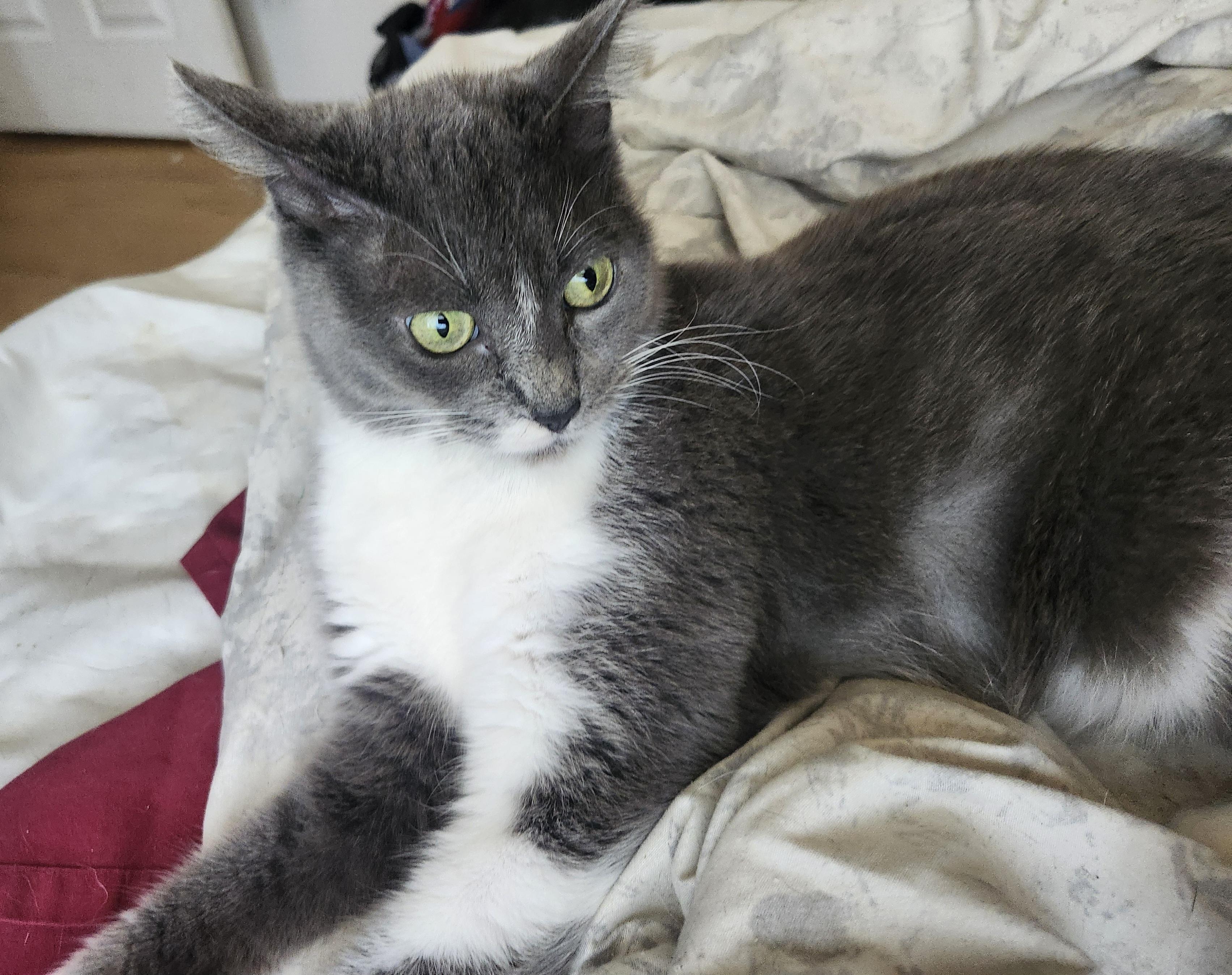 Enlarge Willow, an adopted Domestic Short Hair in Bristol, QC image 5/5