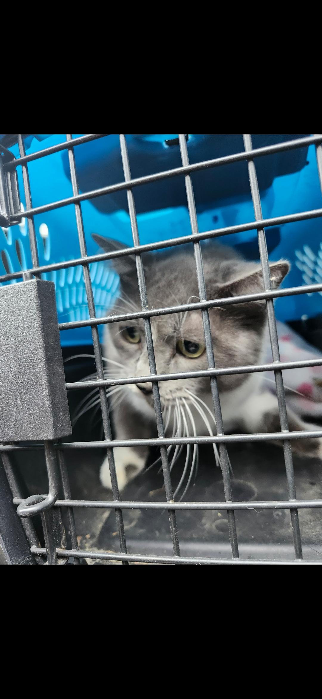 Enlarge Willow, an adopted Domestic Short Hair in Bristol, QC image 3/5