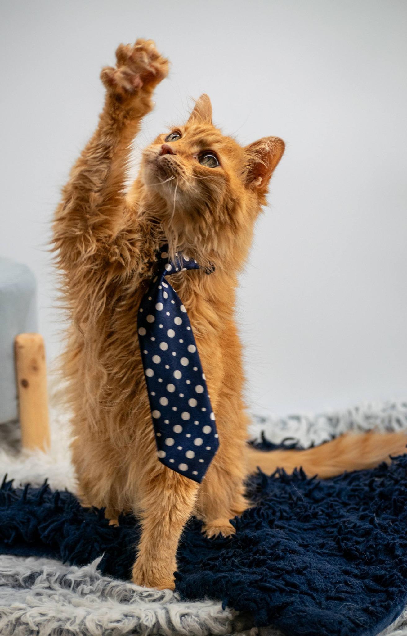 Flapjack, a ADOPTABLE Domestic Medium Hair in Sevierville, TN image 3/5