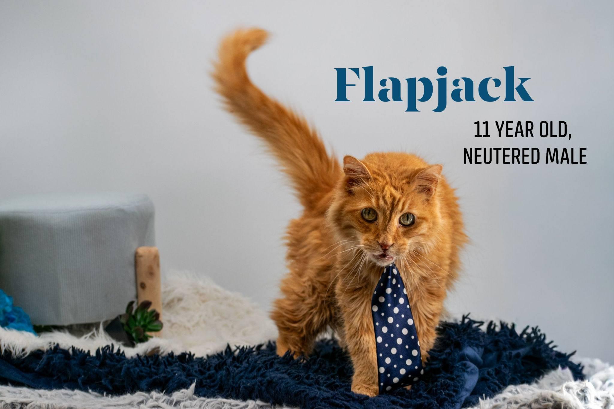 Flapjack, a ADOPTABLE Domestic Medium Hair in Sevierville, TN image 1/5