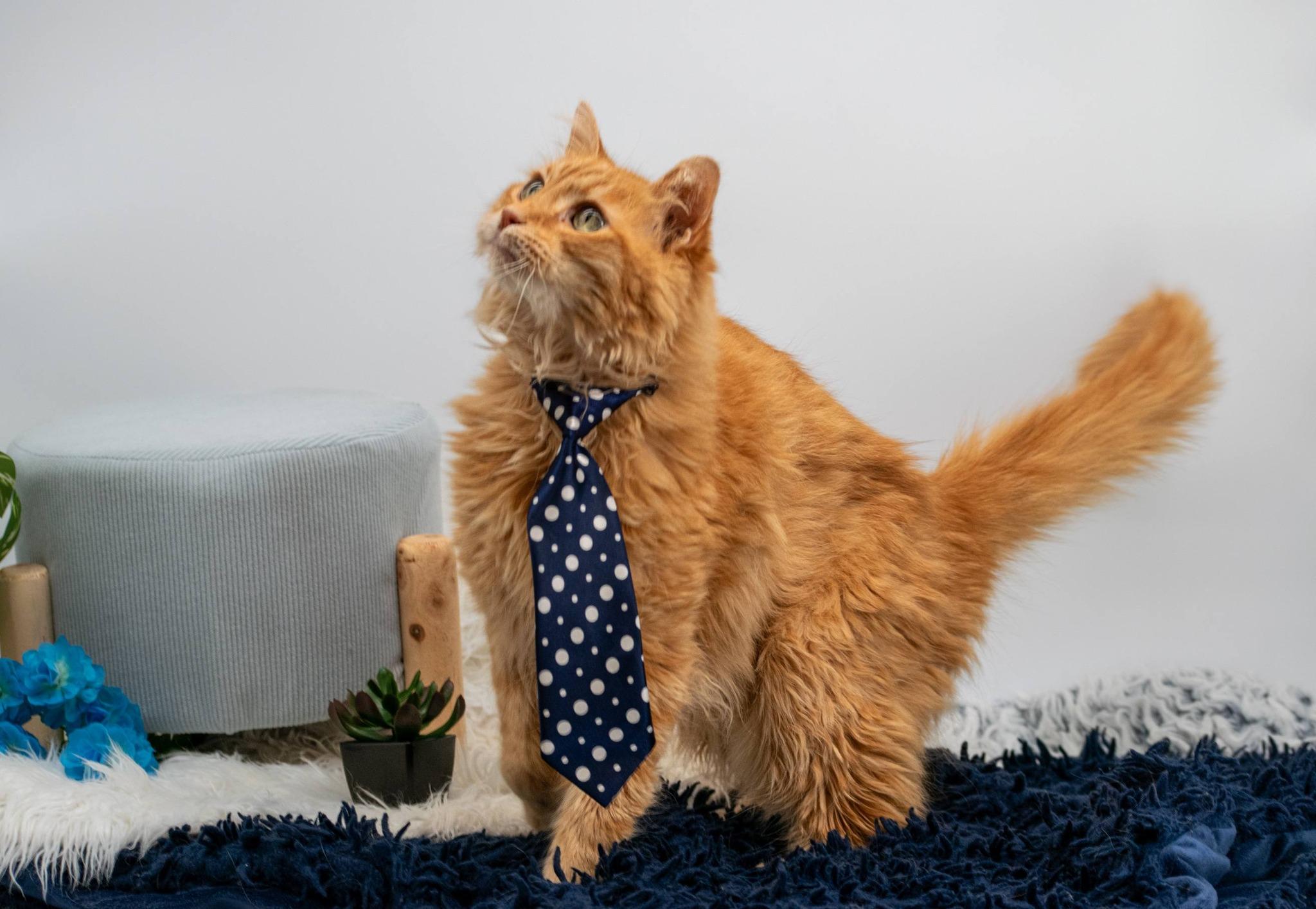 Flapjack, a ADOPTABLE Domestic Medium Hair in Sevierville, TN image 2/5