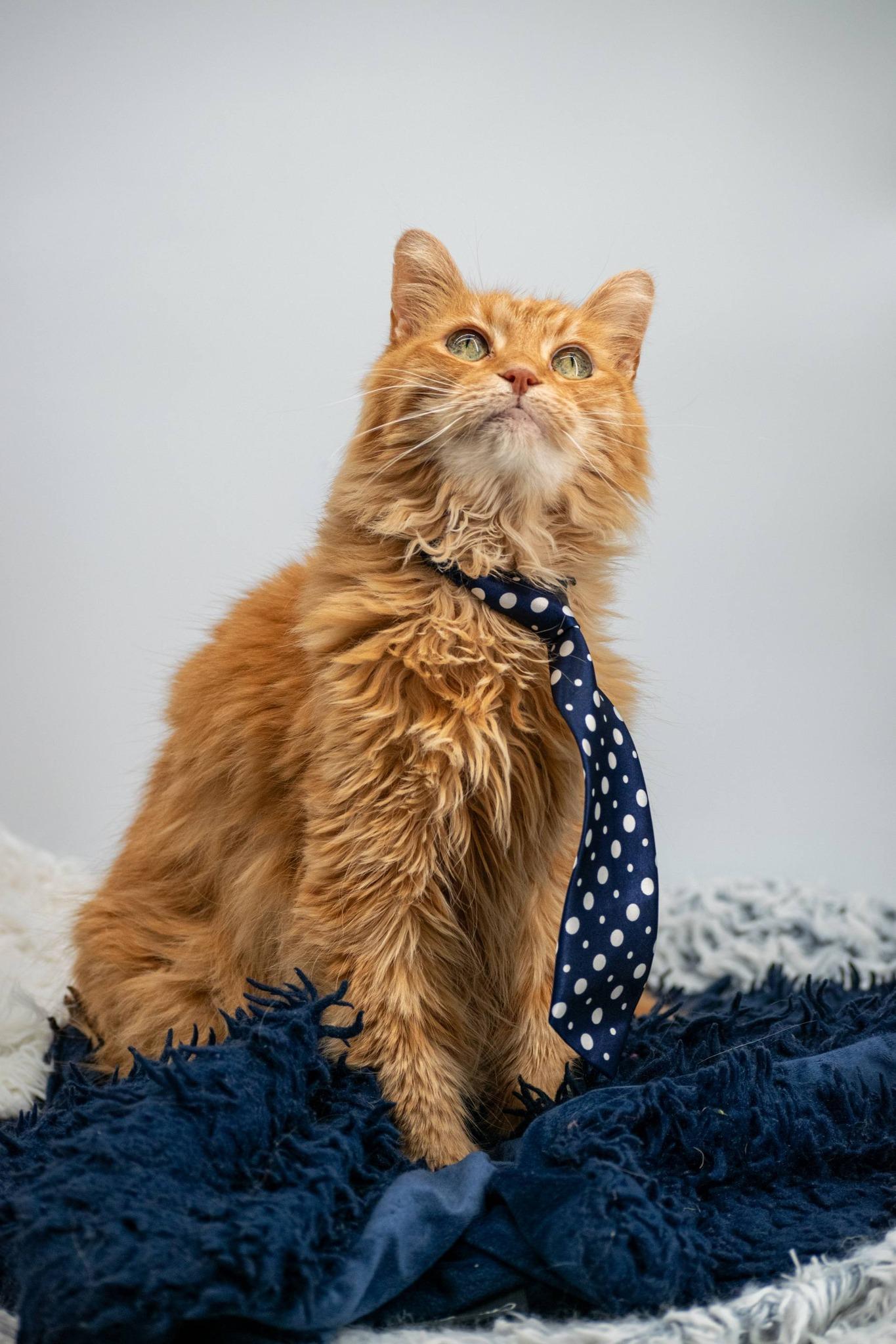 Flapjack, a ADOPTABLE Domestic Medium Hair in Sevierville, TN image 5/5