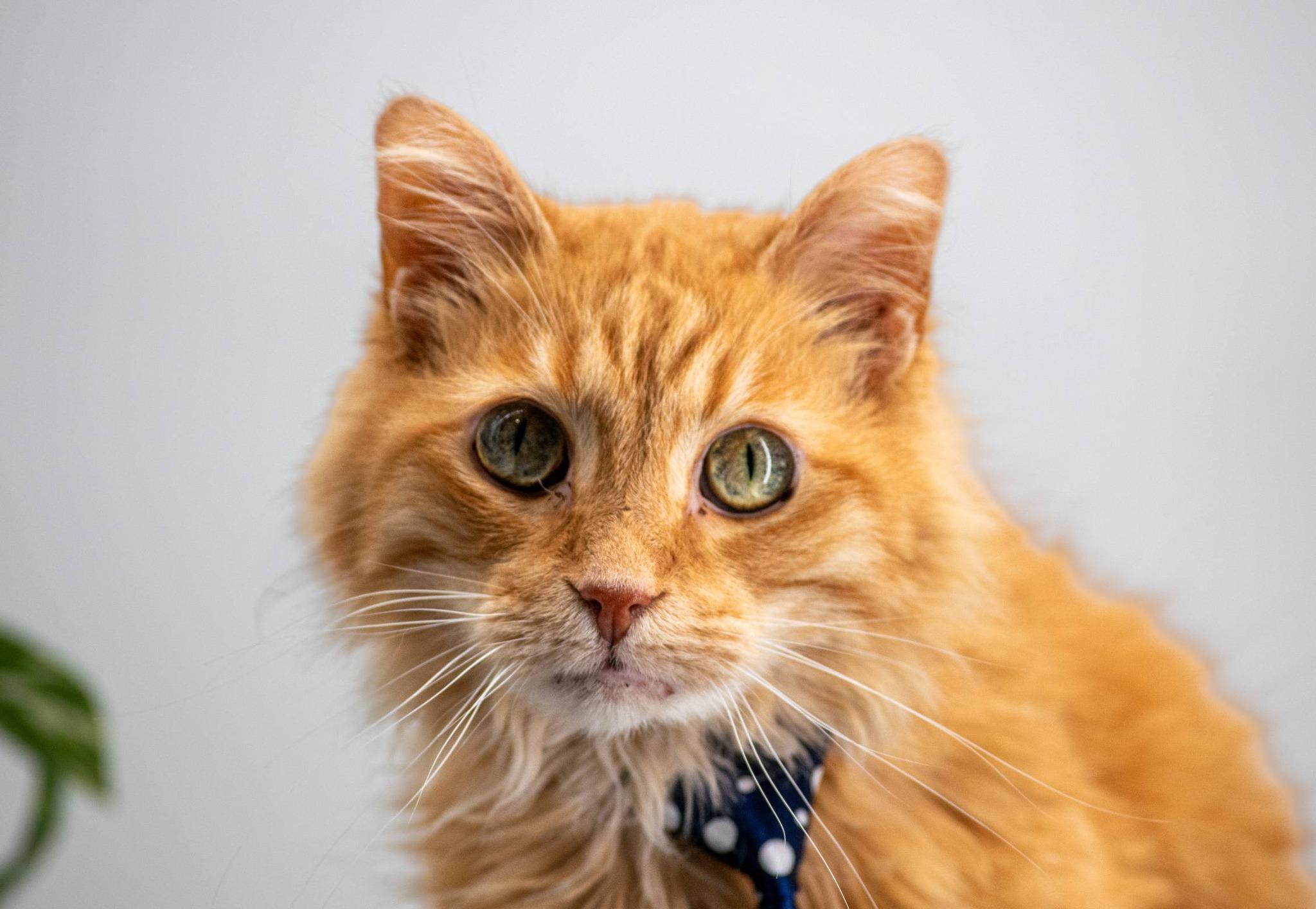 Flapjack, a ADOPTABLE Domestic Medium Hair in Sevierville, TN image 4/5