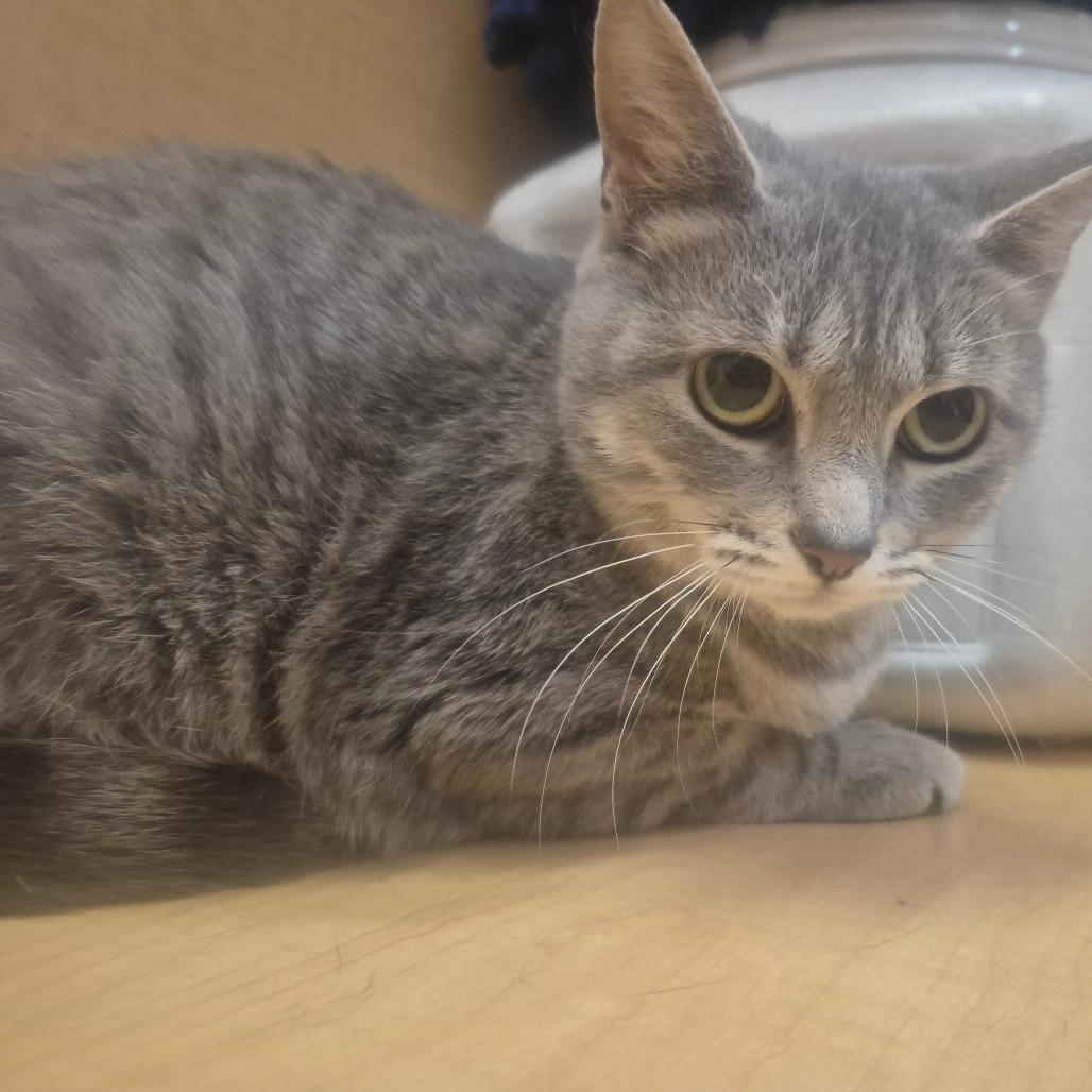 Enlarge ButterBall (Patagonia), a Adoptable Domestic Short Hair in Aberdeen, NC image 1/1