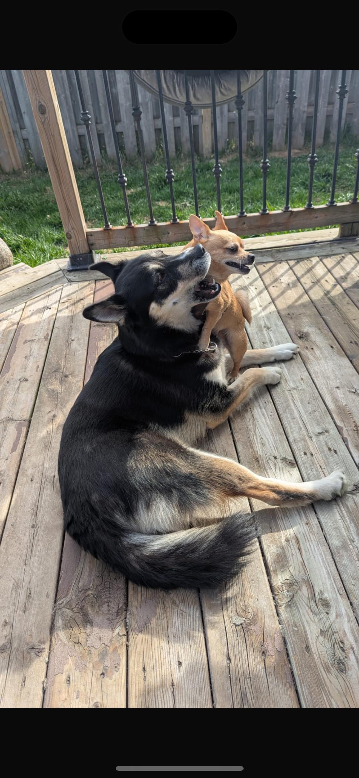 Akira, Adoptable, Adult Female Husky.