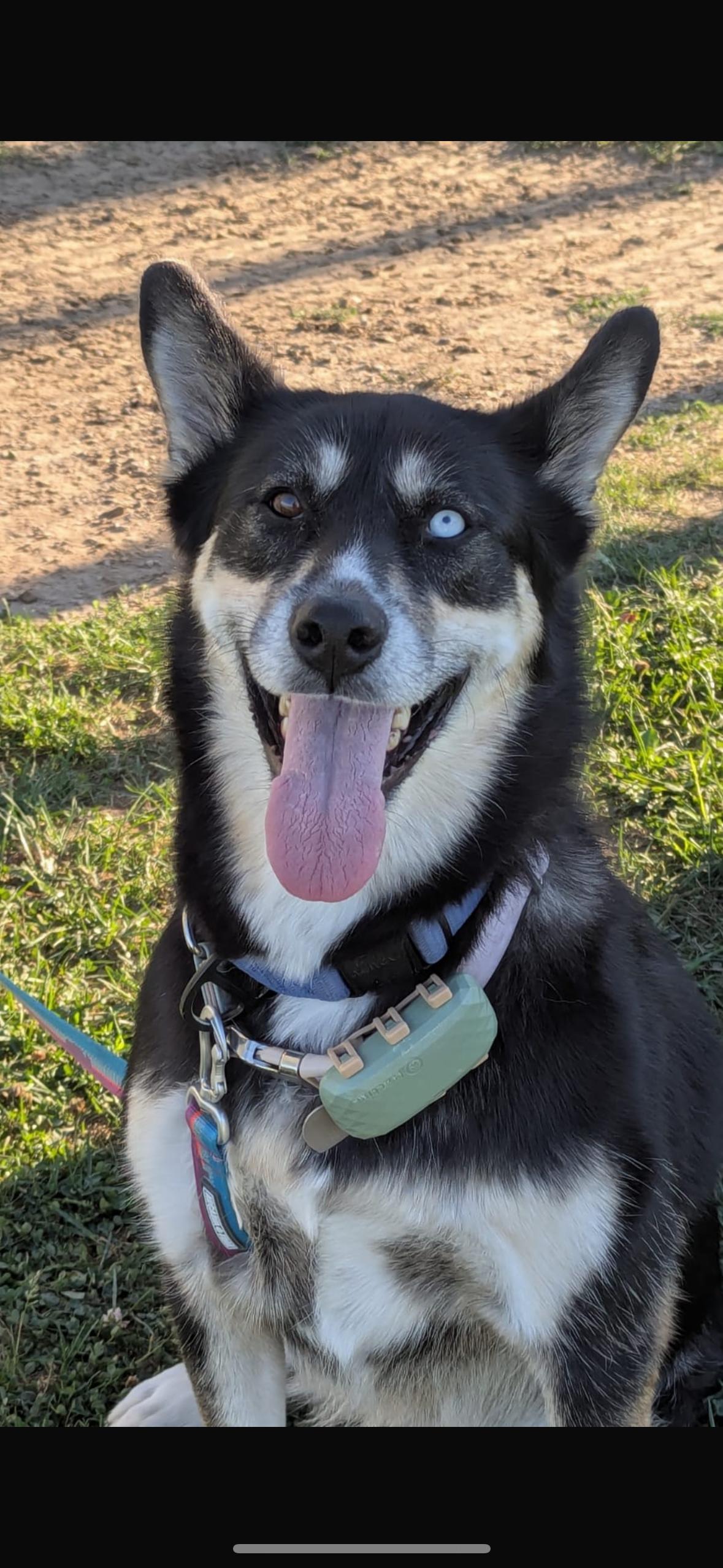 Akira, a Adoptable mixed breed in Milton, ON image 3/5