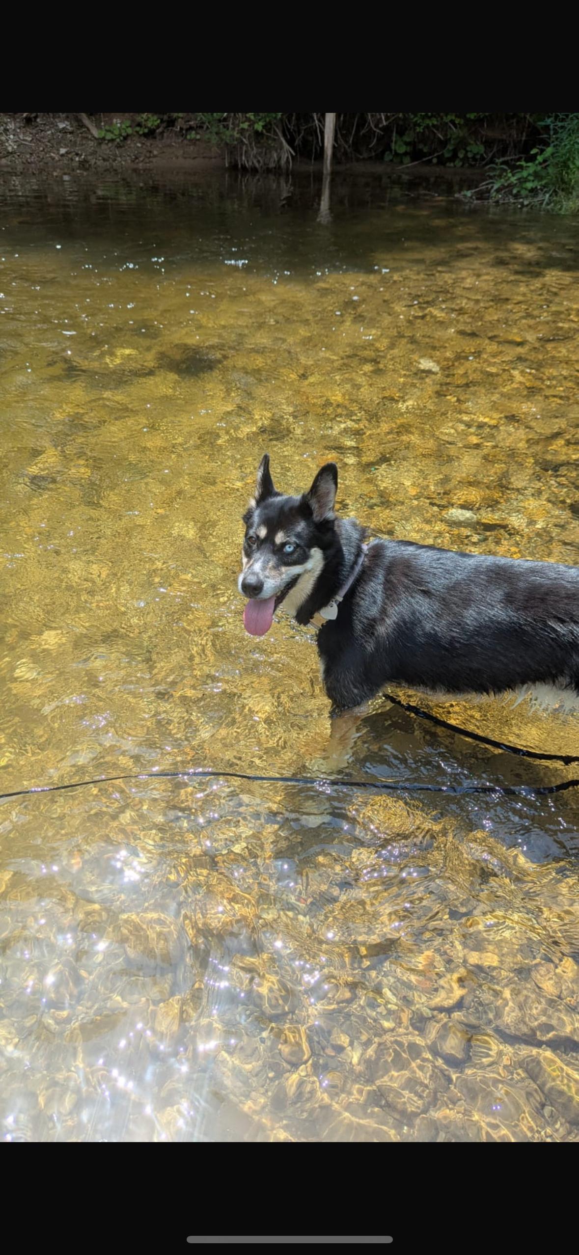 Akira, a Adoptable mixed breed in Milton, ON image 4/5