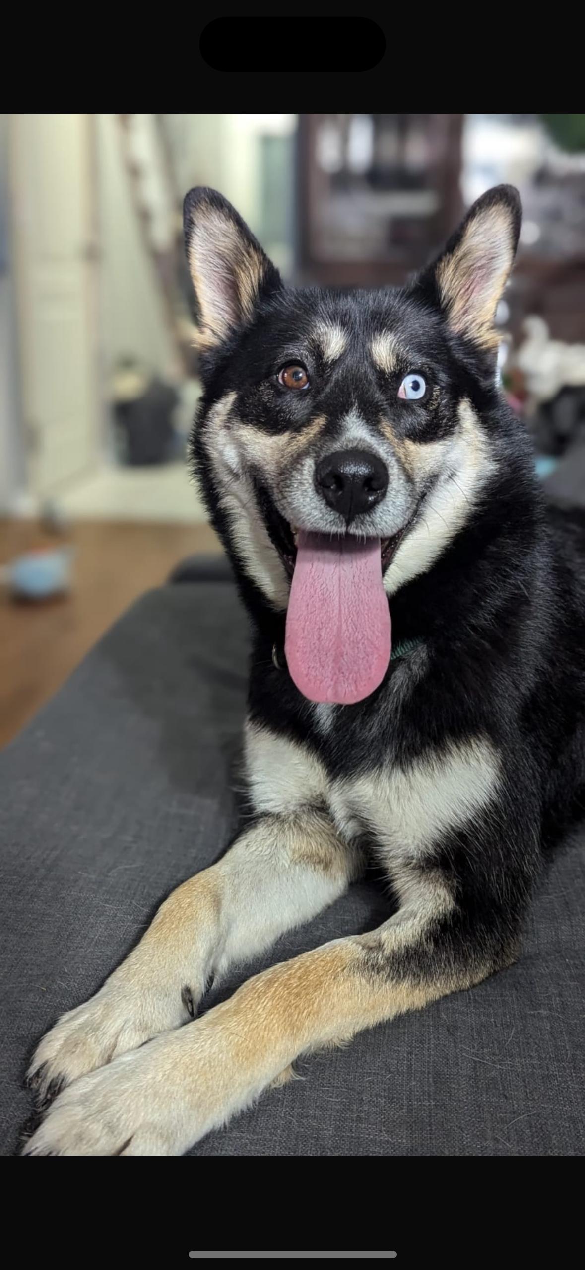 Akira, a Adoptable mixed breed in Milton, ON image 5/5