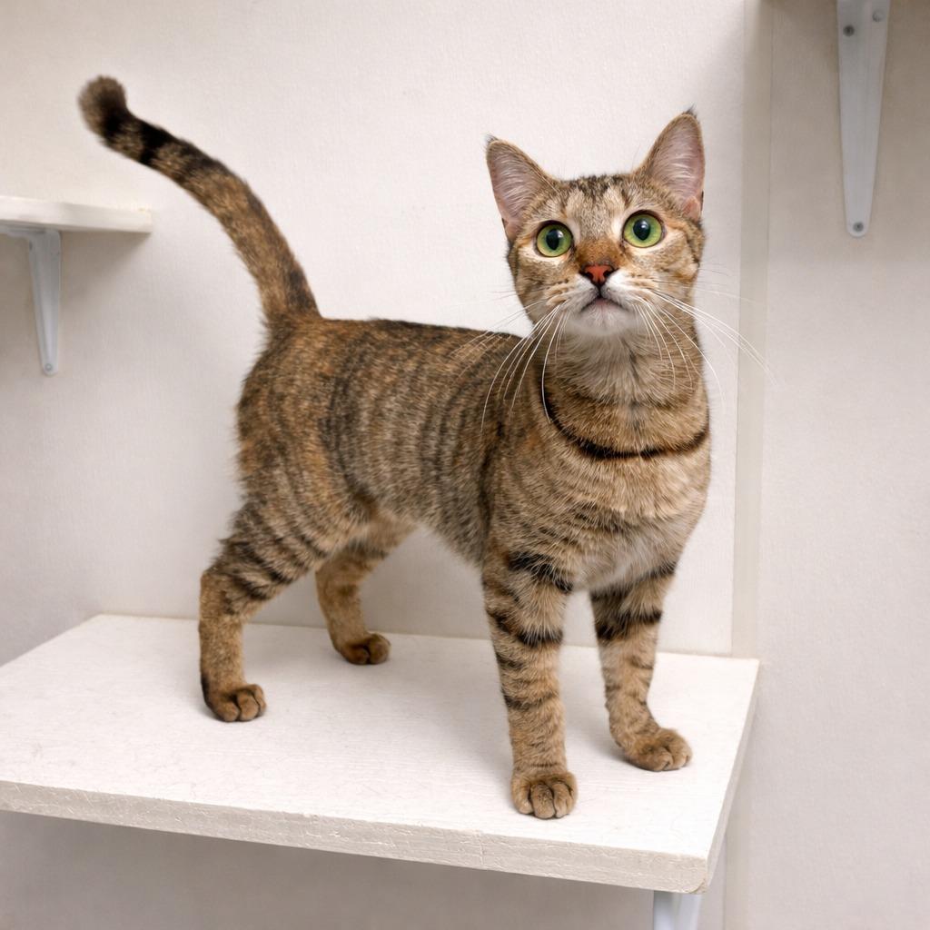 Enlarge Tannis, a Adoptable mixed breed in Raleigh, NC image 1/1