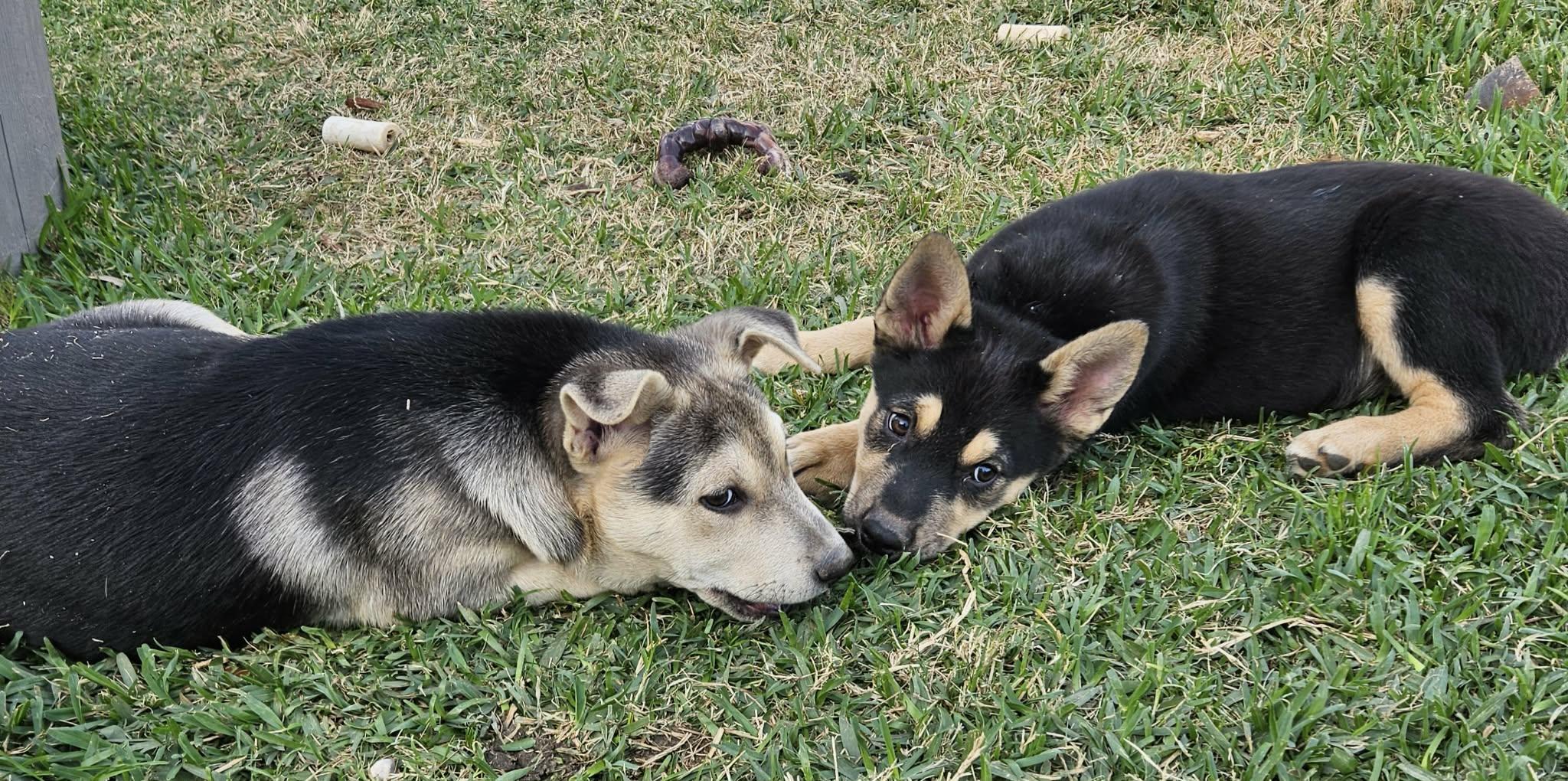 Enlarge Nate, a Adoptable mixed breed in Norwood, OH image 2/5