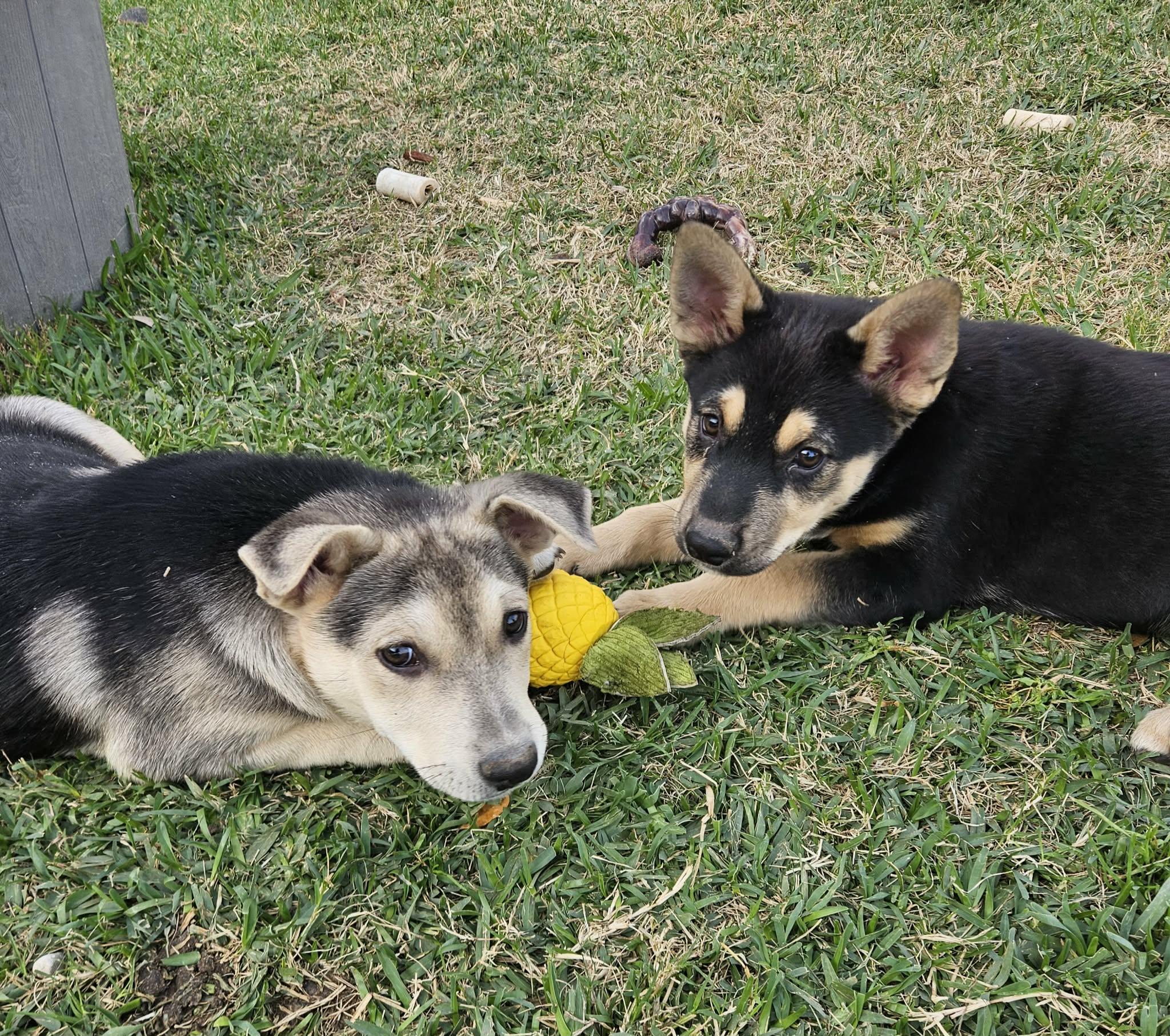 Enlarge Nate, a Adoptable mixed breed in Norwood, OH image 5/5