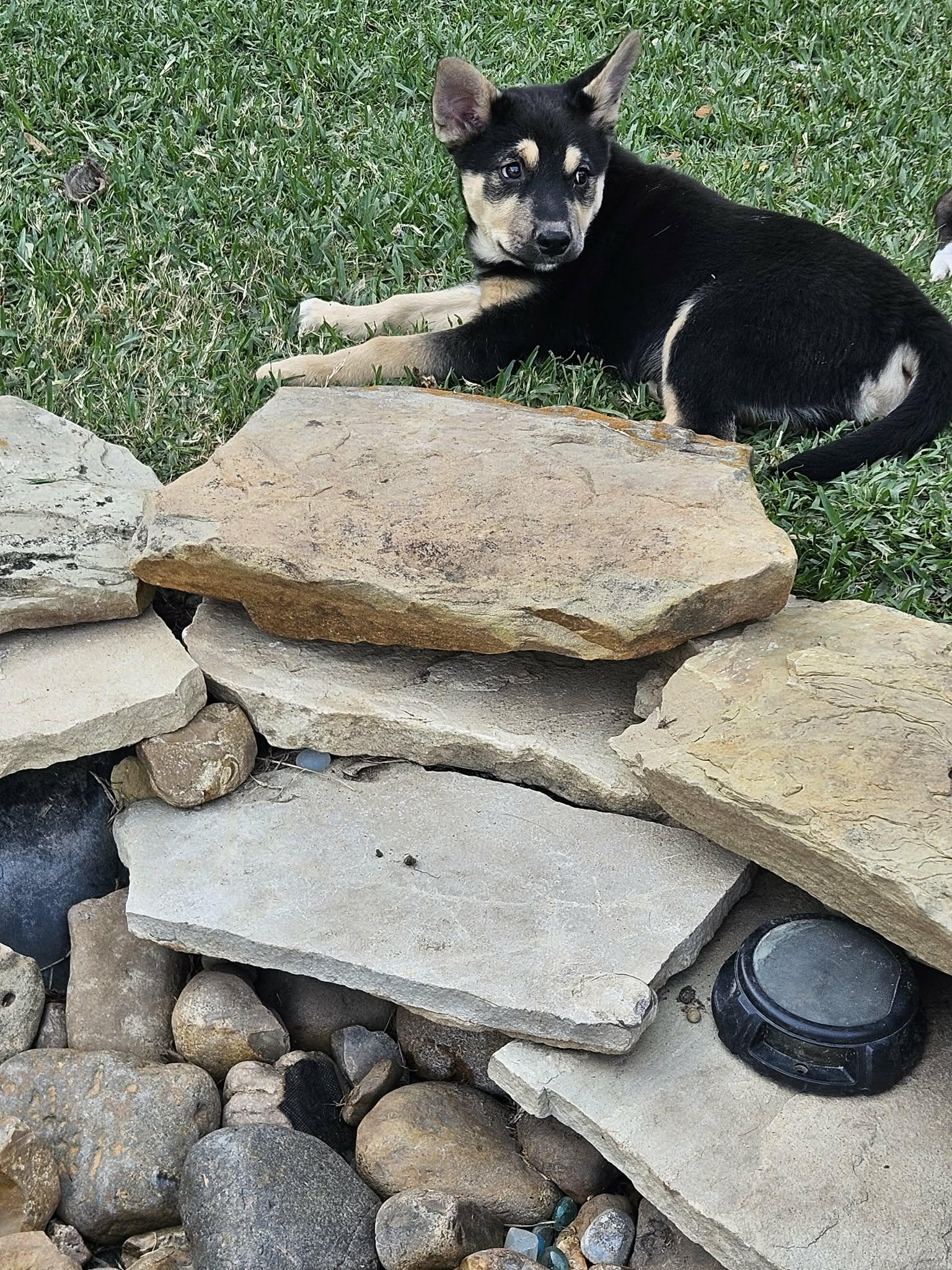 Enlarge Nate, a Adoptable mixed breed in Norwood, OH image 3/5