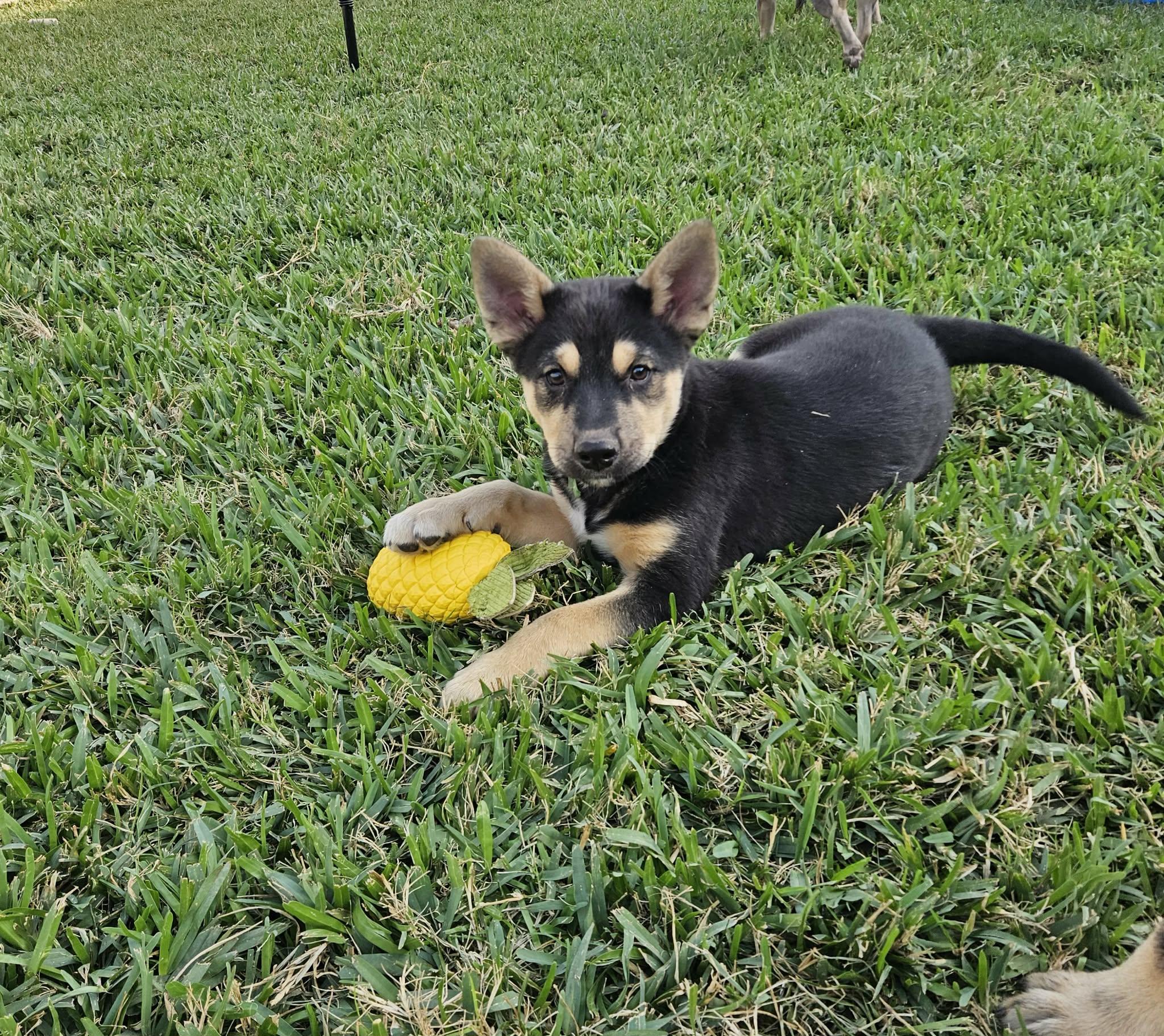 Enlarge Nate, a Adoptable mixed breed in Norwood, OH image 4/5