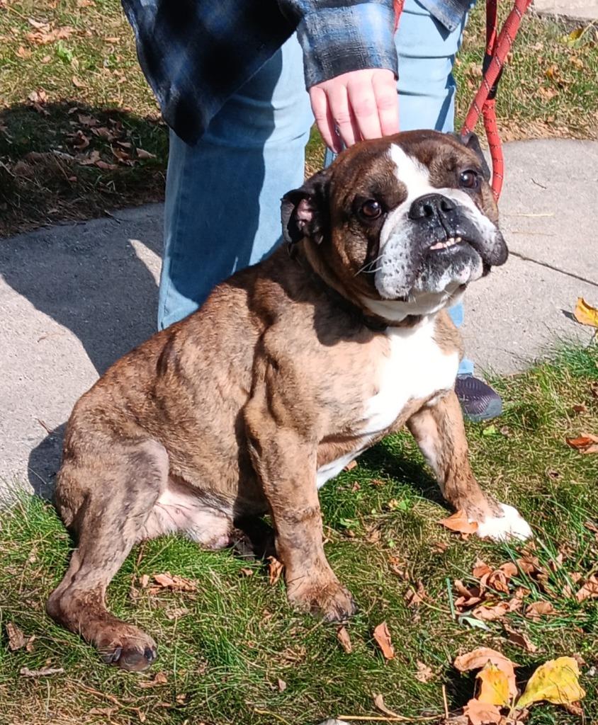 Cooper, Adoptable, Adult Male American Bulldog.