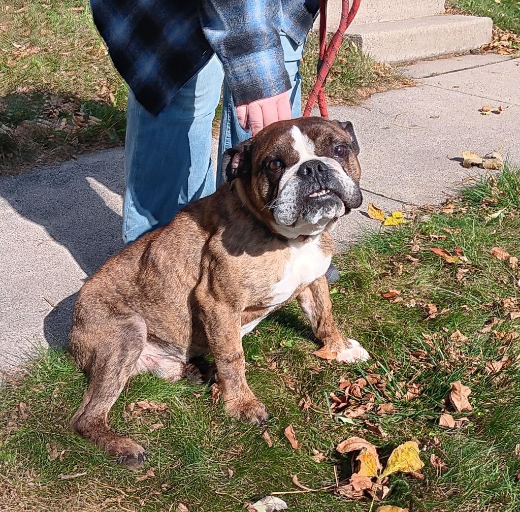 Enlarge Cooper, a Adoptable American Bulldog in Saint James, MN image 1/4