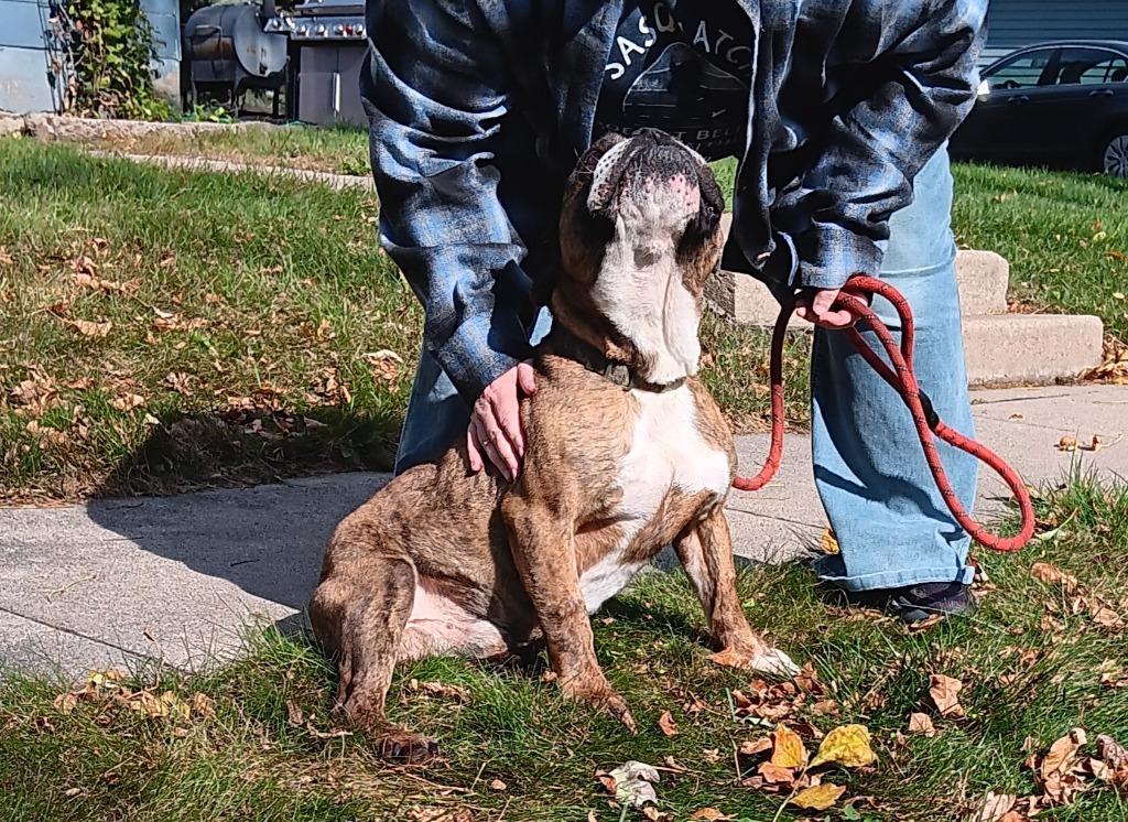 Enlarge Cooper, a Adoptable American Bulldog in Saint James, MN image 4/4