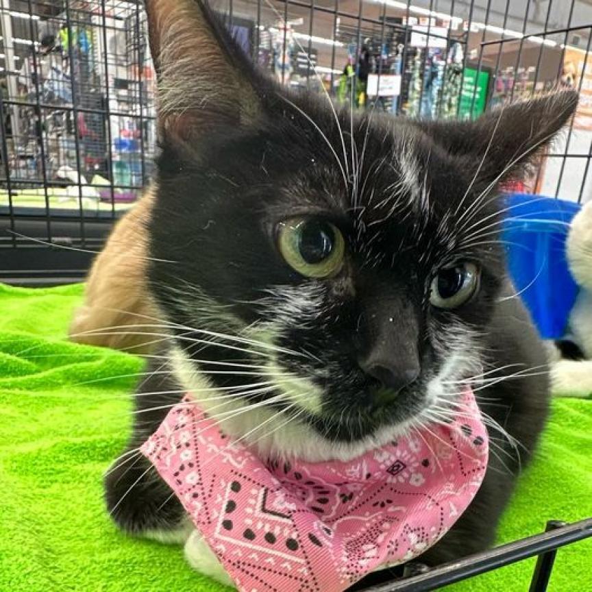 Stella, Adoptable, Adult Female Domestic Short Hair.