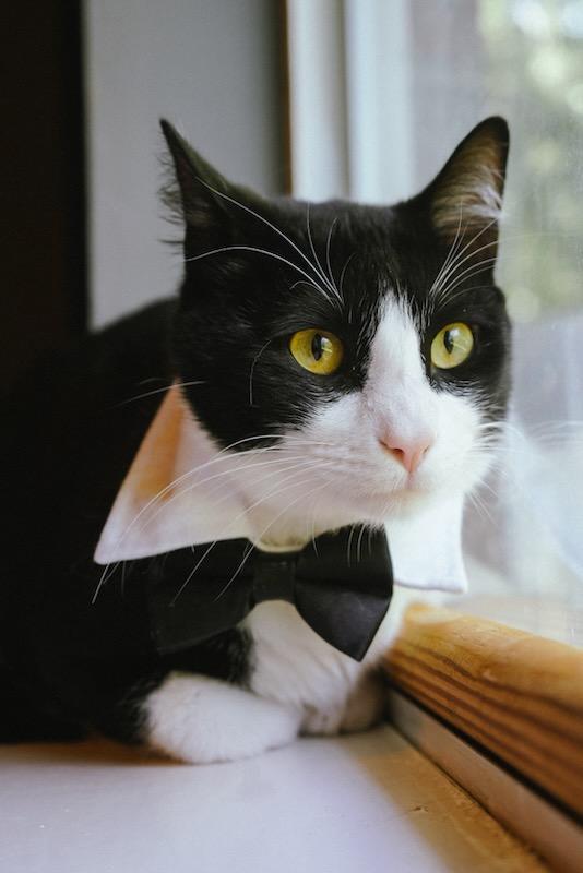 Enlarge Grant, a Adoptable Domestic Short Hair in Coppell, TX image 1/6