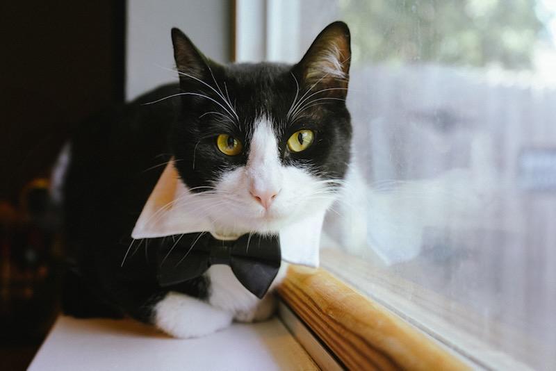 Enlarge Grant, a Adoptable Domestic Short Hair in Coppell, TX image 2/6