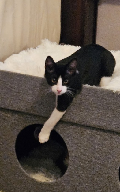 Enlarge Grant, a Adoptable Domestic Short Hair in Coppell, TX image 4/6