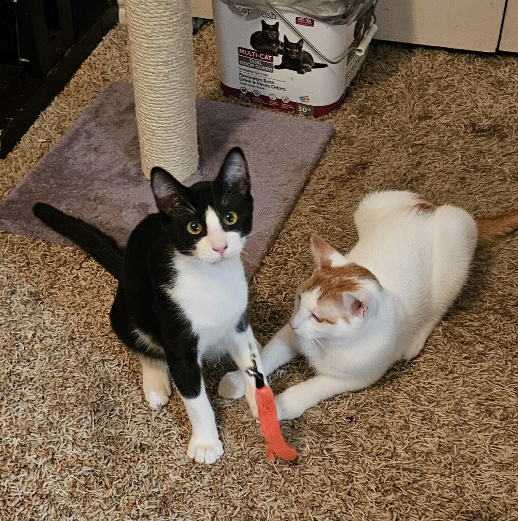 Enlarge Grant, a Adoptable Domestic Short Hair in Coppell, TX image 5/6