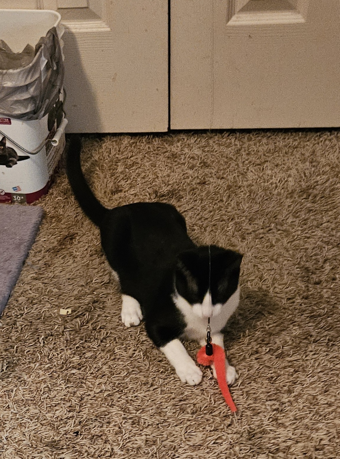 Enlarge Grant, a Adoptable Domestic Short Hair in Coppell, TX image 6/6