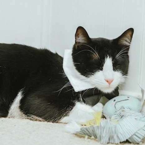 Enlarge Grant, a Adoptable Domestic Short Hair in Coppell, TX image 3/6