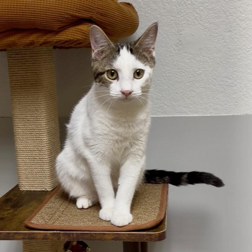 Enlarge Marla, a Adoptable Turkish Van in Wichita, KS image 1/4