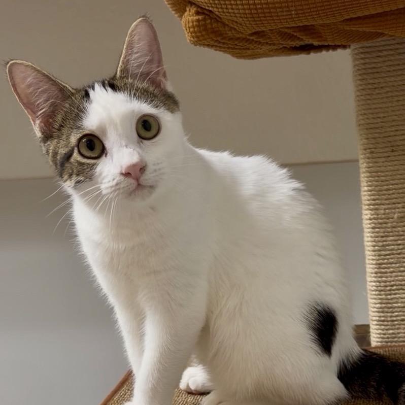 Enlarge Marla, a Adoptable Turkish Van in Wichita, KS image 2/4