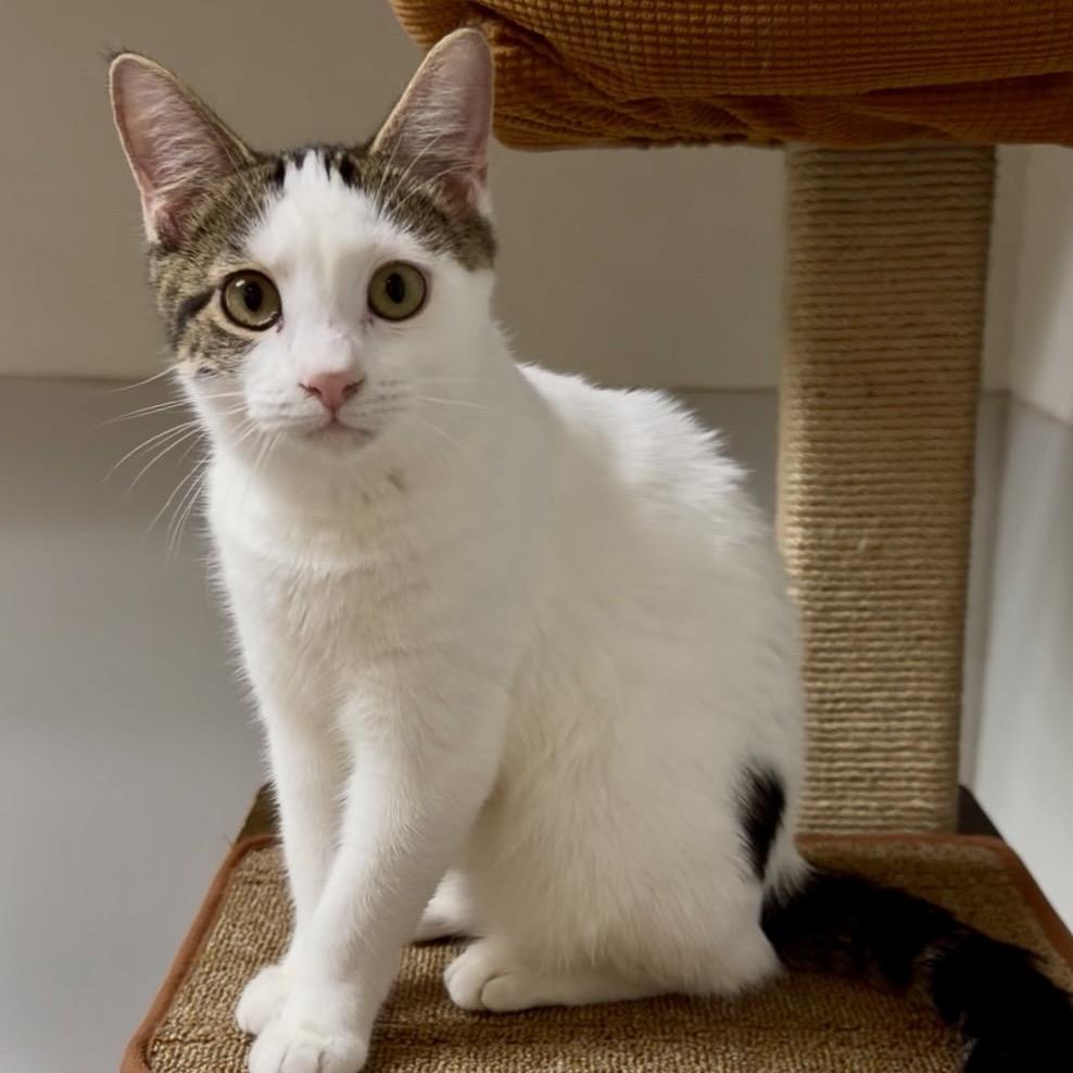 Enlarge Marla, a Adoptable Turkish Van in Wichita, KS image 3/4
