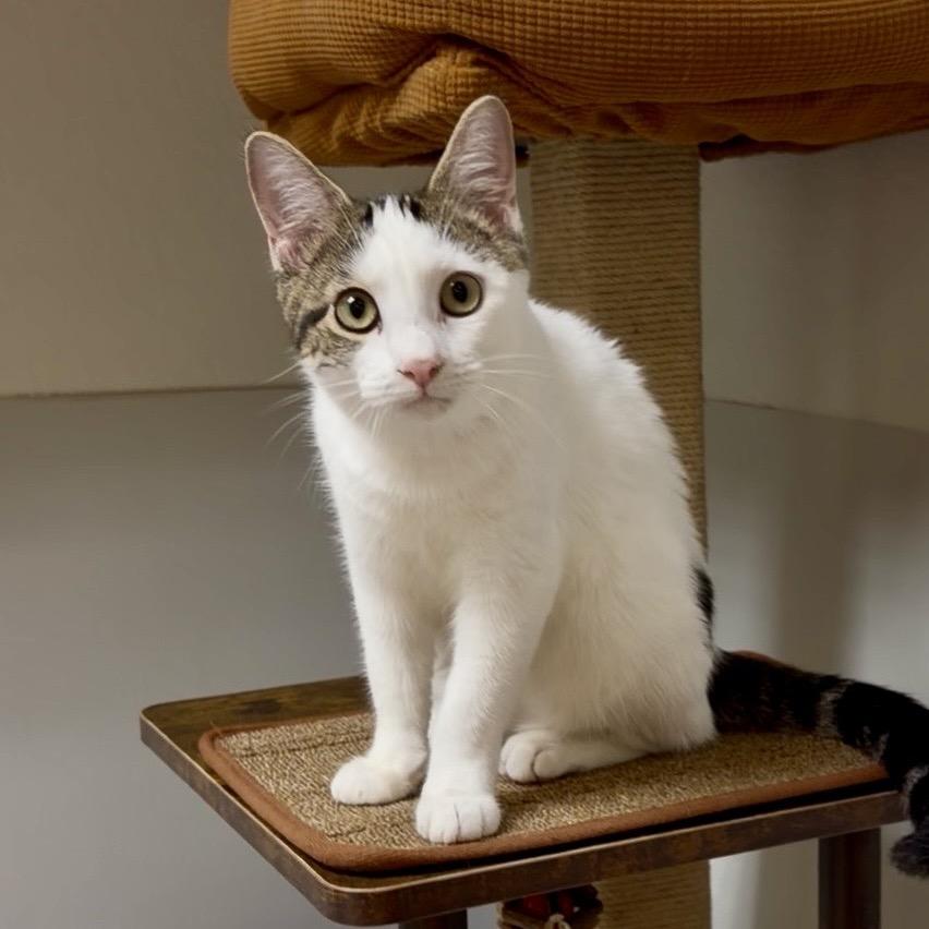 Enlarge Marla, a Adoptable Turkish Van in Wichita, KS image 4/4
