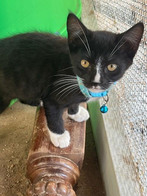 Enlarge Felix, a Adoptable mixed breed in MONTGOMERY, TX image 1/1