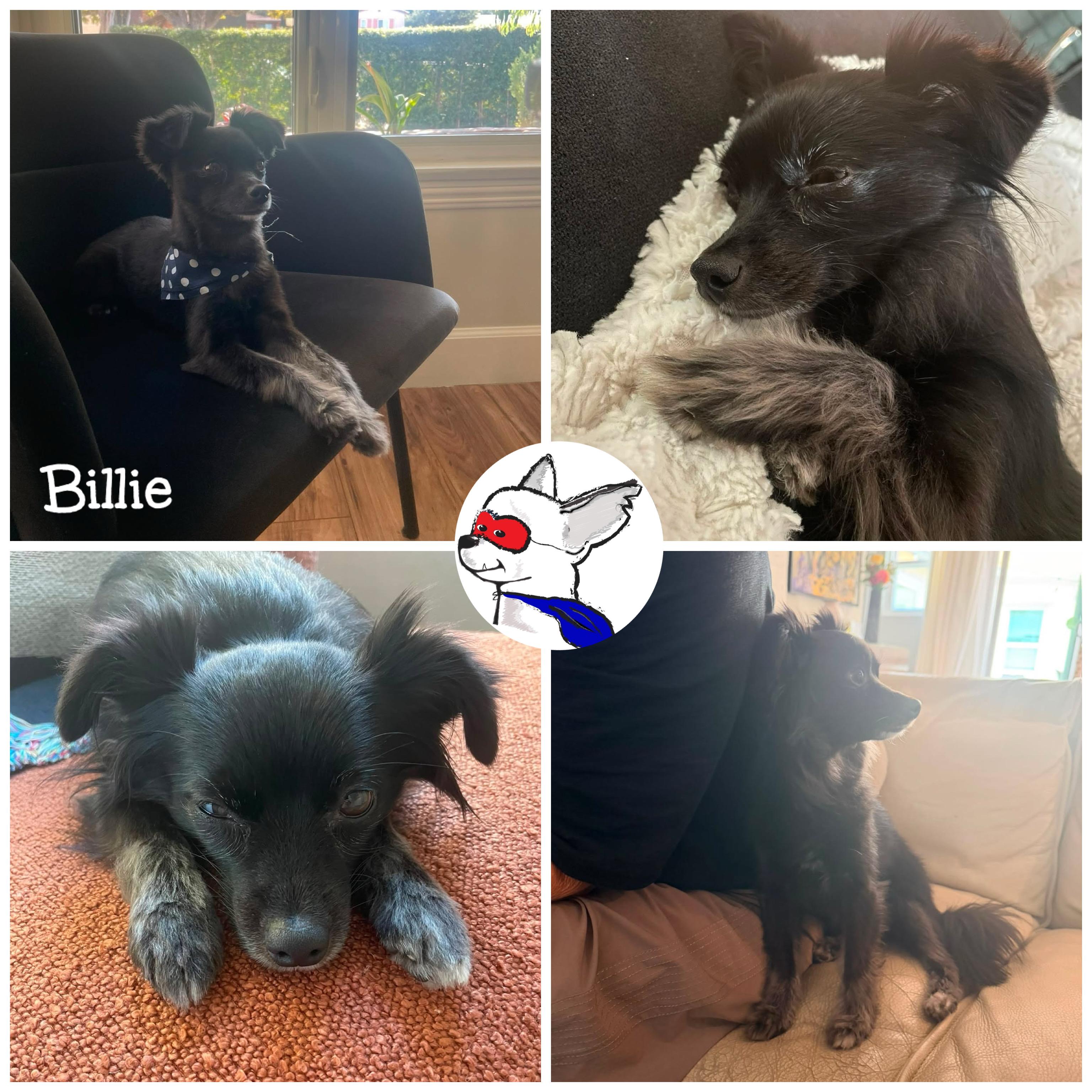 Enlarge Billie, a ADOPTABLE mixed breed in Glendora, CA image 4/5