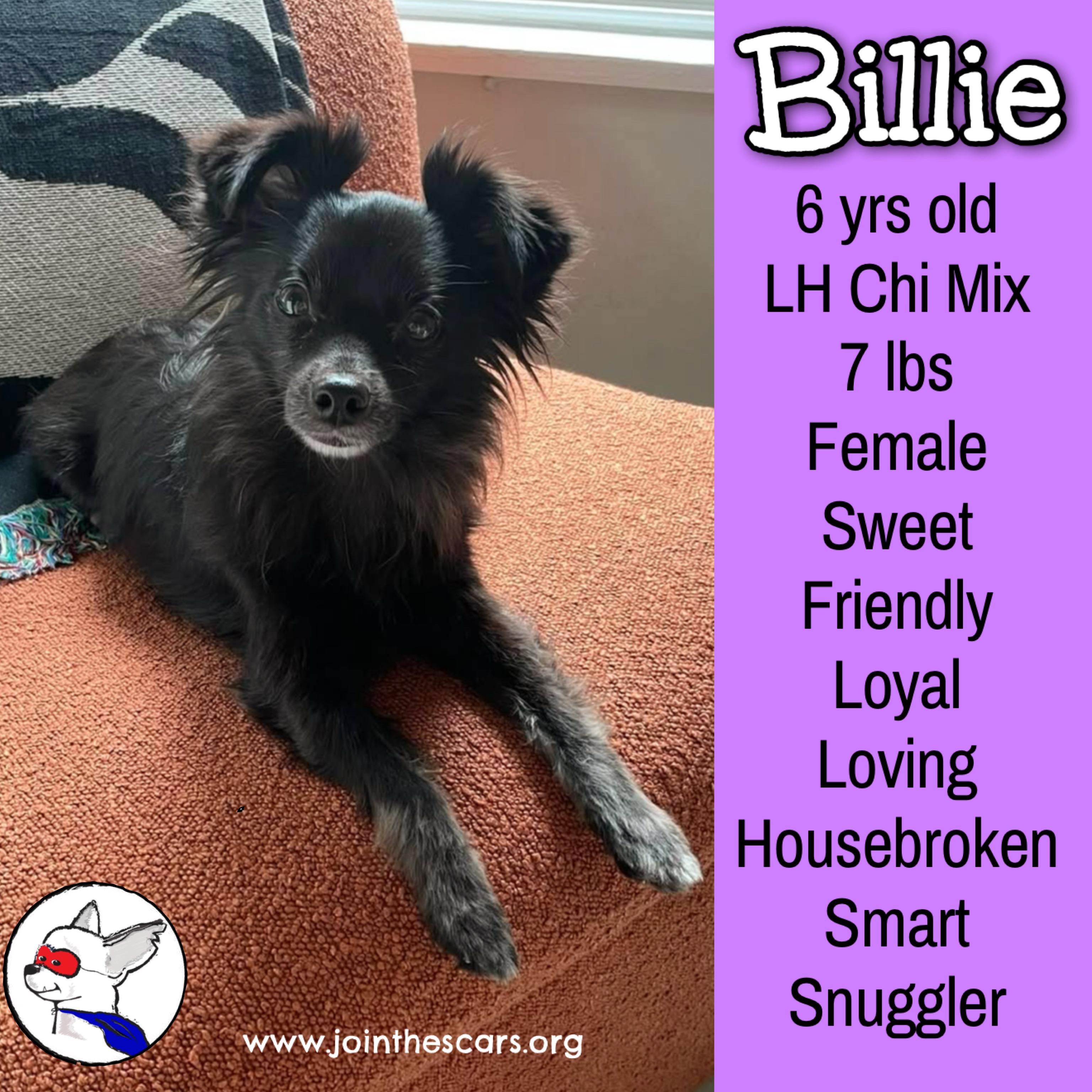 Billie, ADOPTABLE, Adult Female Chihuahua.