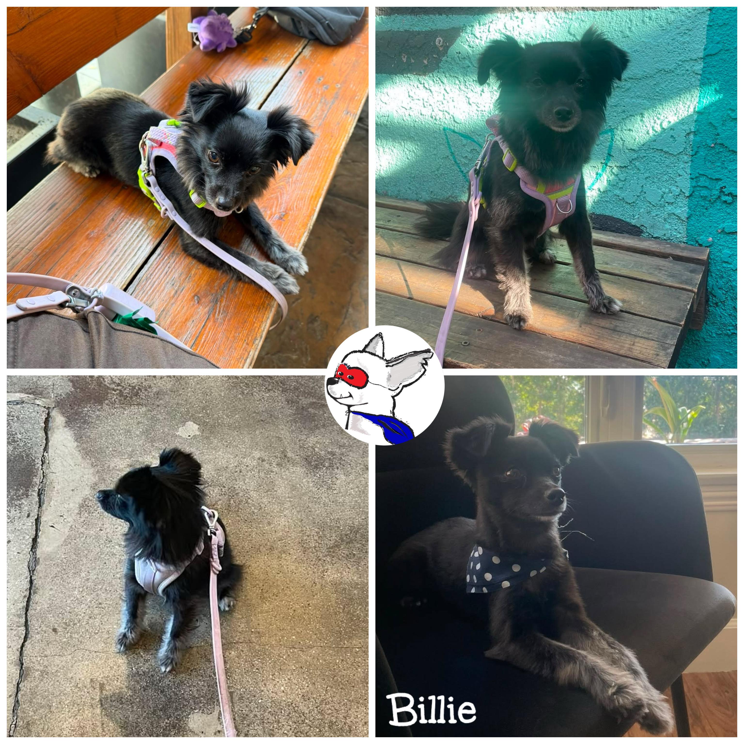 Enlarge Billie, a ADOPTABLE mixed breed in Glendora, CA image 3/5