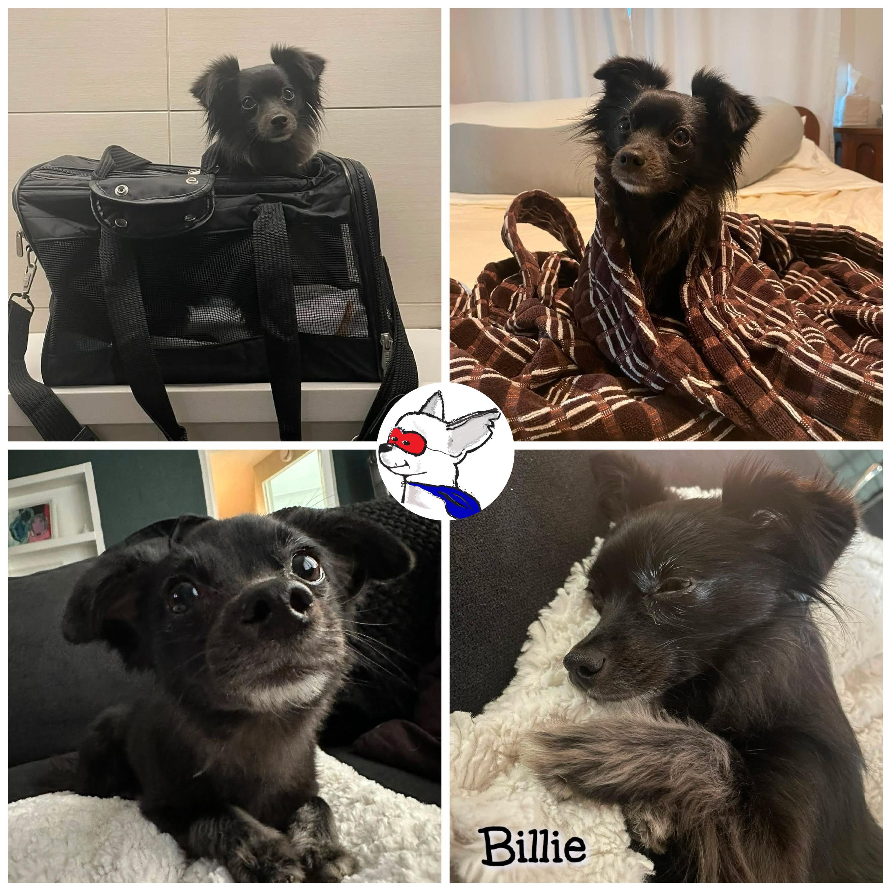 Enlarge Billie, a ADOPTABLE mixed breed in Glendora, CA image 2/5