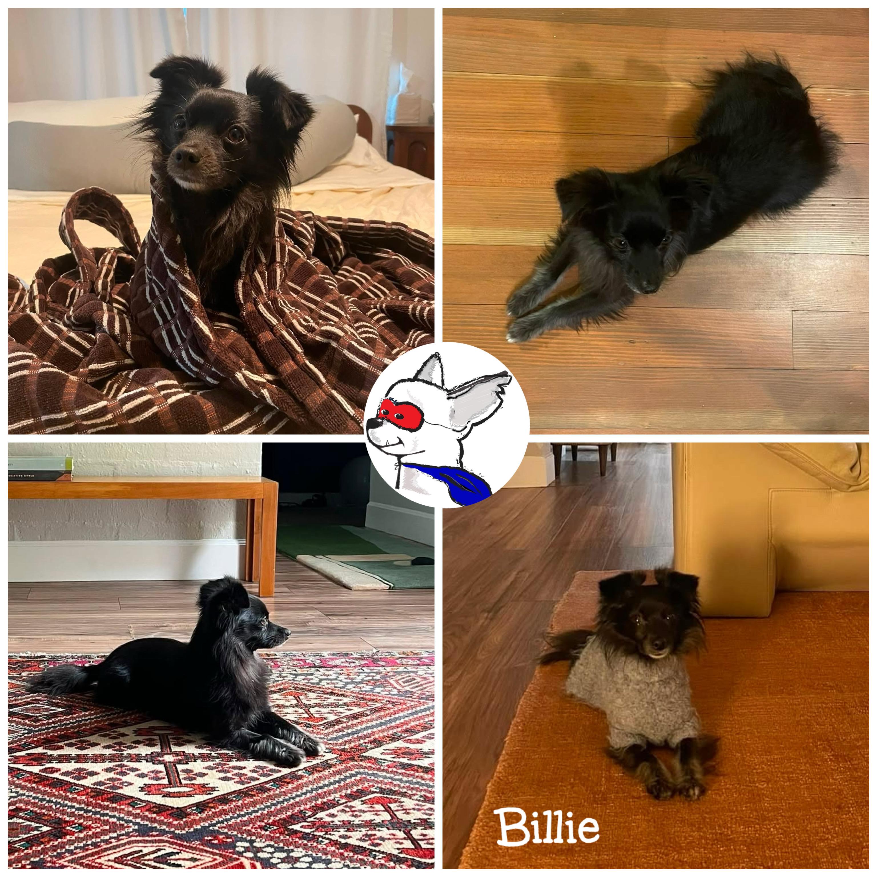 Enlarge Billie, a ADOPTABLE mixed breed in Glendora, CA image 5/5
