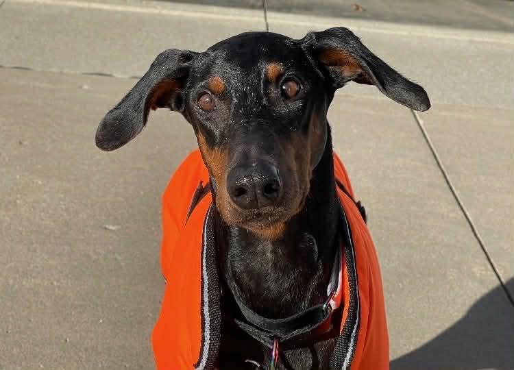 Glinda, Greta, Adopted, Senior Female Doberman Pinscher.