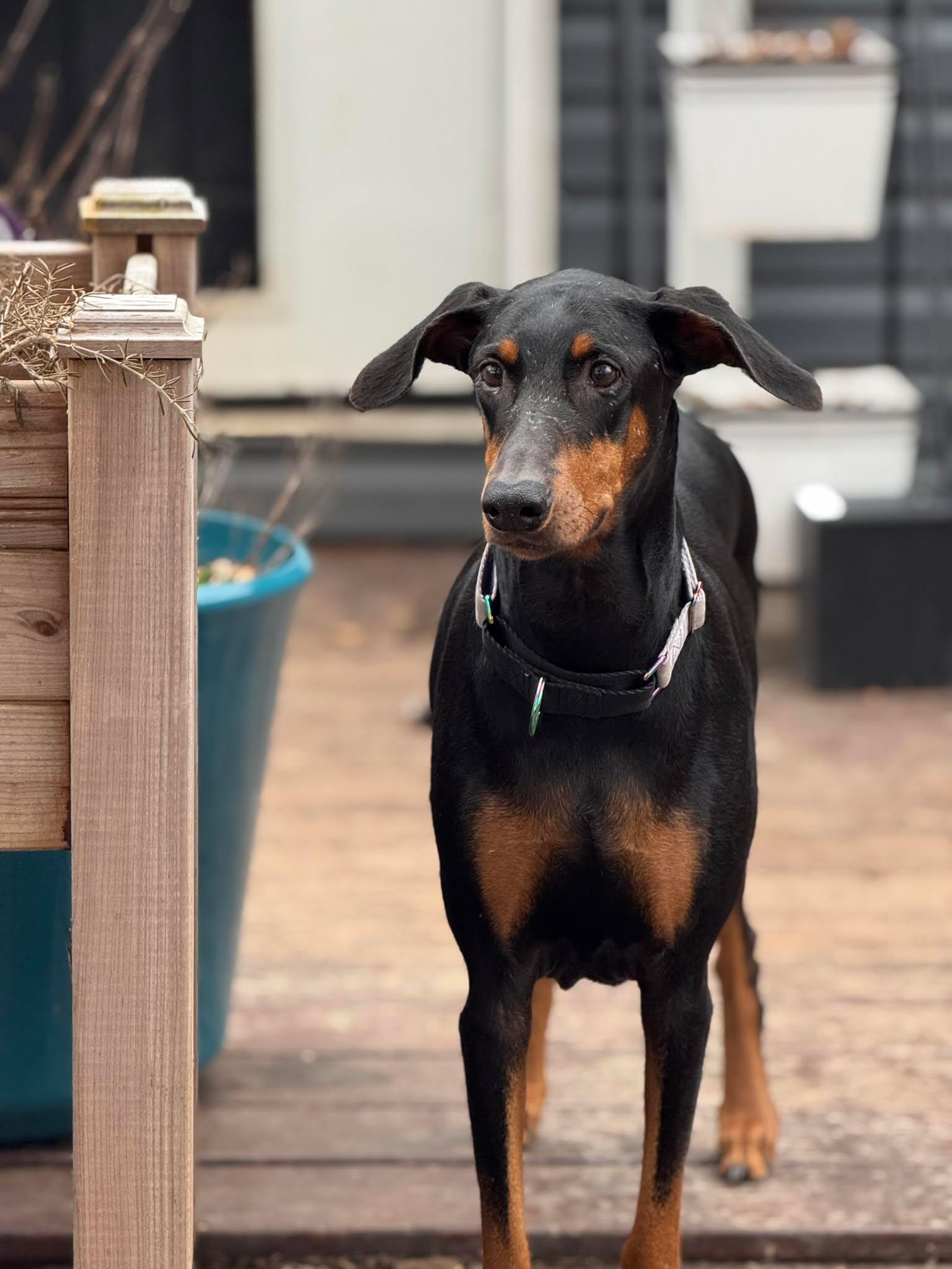 Glinda, Greta, a Adopted Doberman Pinscher in Aurora, OH image 2/3