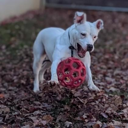 Snowflake, Adoptable, Young Female Terrier & Mixed Breed.