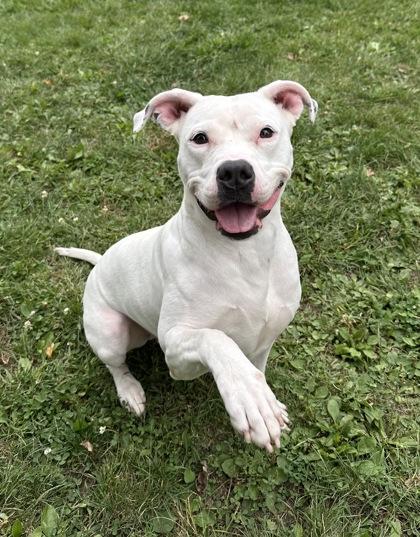 Enlarge Snowflake, a Adoptable mixed breed in Bensalem, PA image 1/3