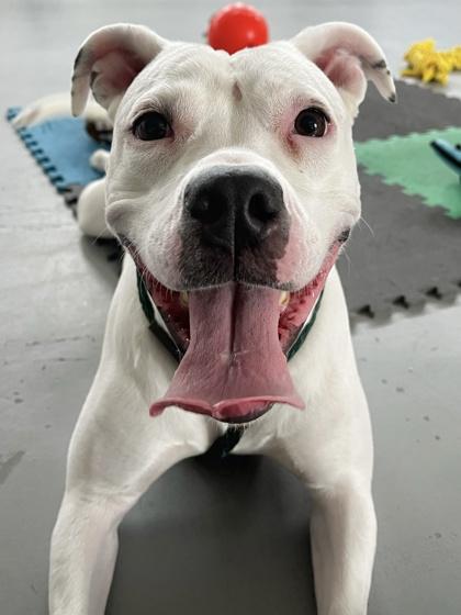 Snowflake, a Adoptable mixed breed in Bensalem, PA image 2/3