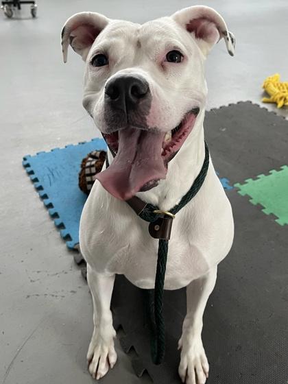 Snowflake, a Adoptable mixed breed in Bensalem, PA image 3/3