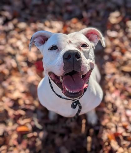 Snowflake, Adoptable, Young Female Terrier & Mixed Breed.