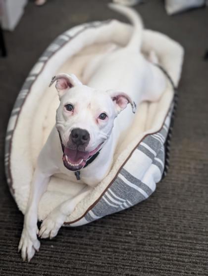 Enlarge Snowflake, a Adoptable mixed breed in Bensalem, PA image 2/3