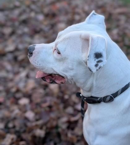 Snowflake, Adoptable, Young Female Terrier & Mixed Breed.