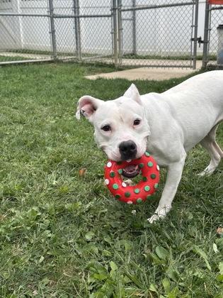 Enlarge Snowflake, a Adoptable mixed breed in Bensalem, PA image 3/3