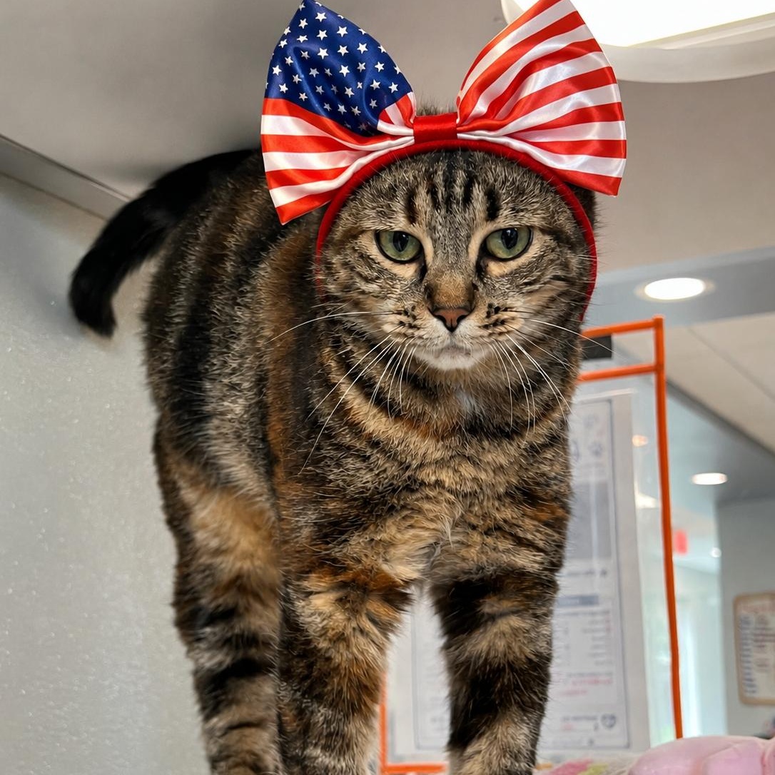 Mary Kay, a ADOPTABLE Domestic Medium Hair in Amsterdam, NY image 2/4