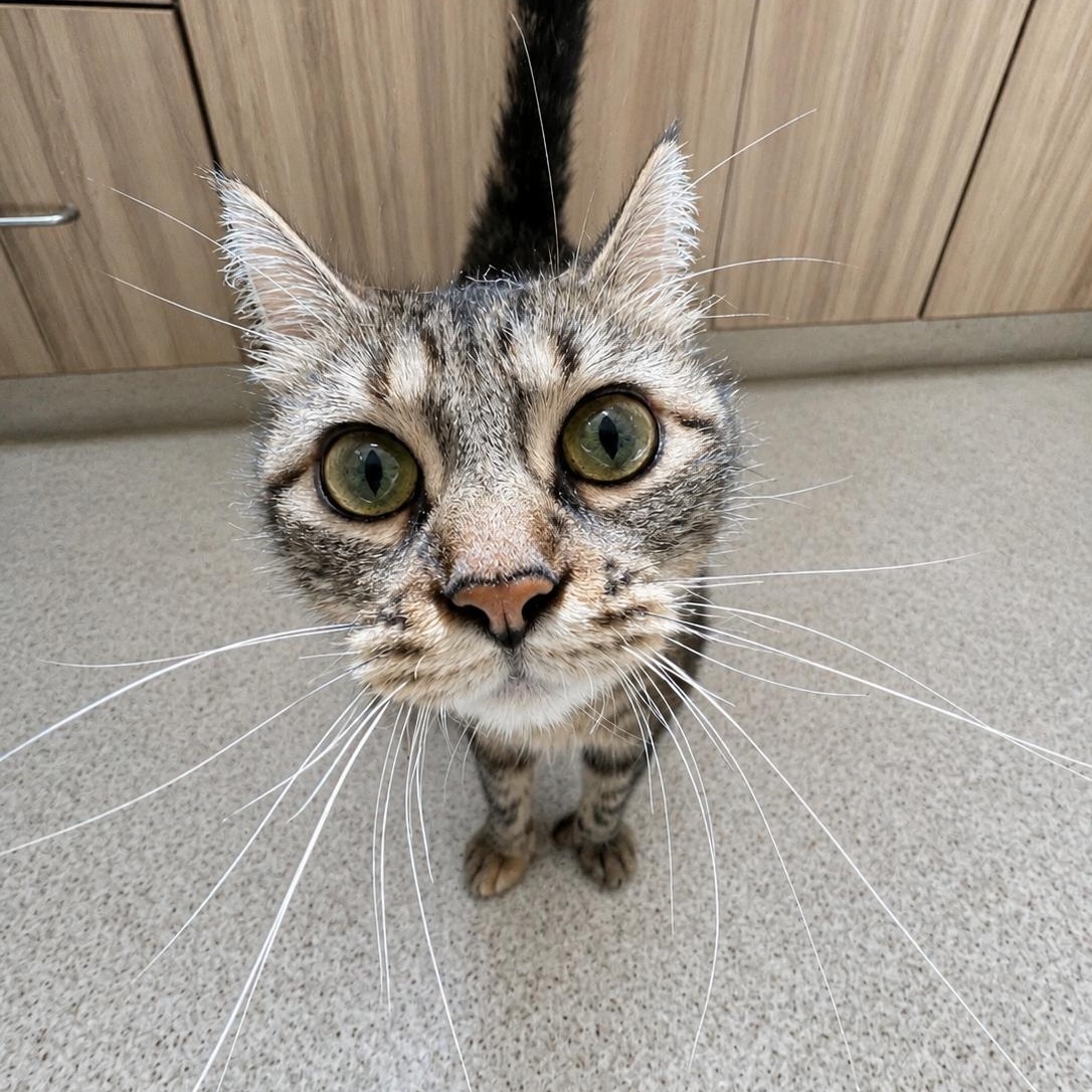 Mary Kay, ADOPTABLE, Adult Female Domestic Medium Hair.